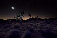 Joshua Tree at Night #2