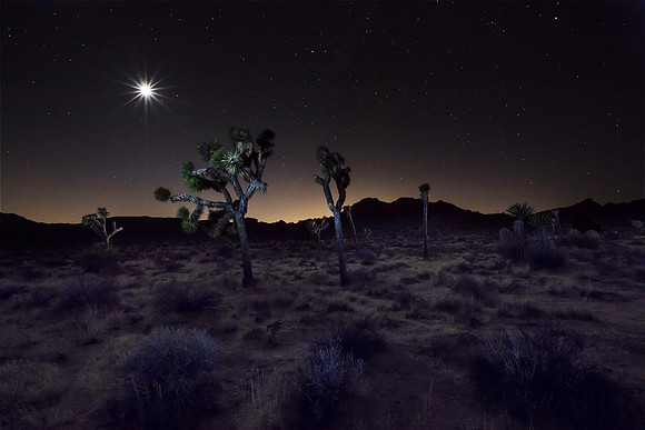 Joshua Tree at Night #2