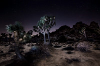 Joshua Tree at Night