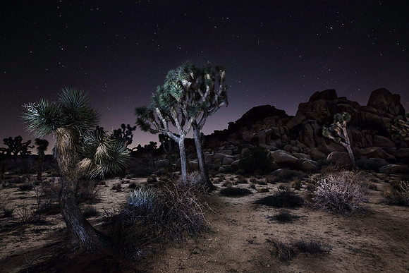 Joshua Tree at Night